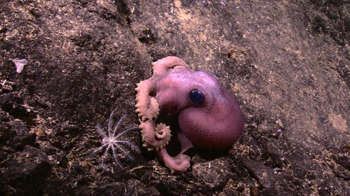 marine-biology-science-submarine