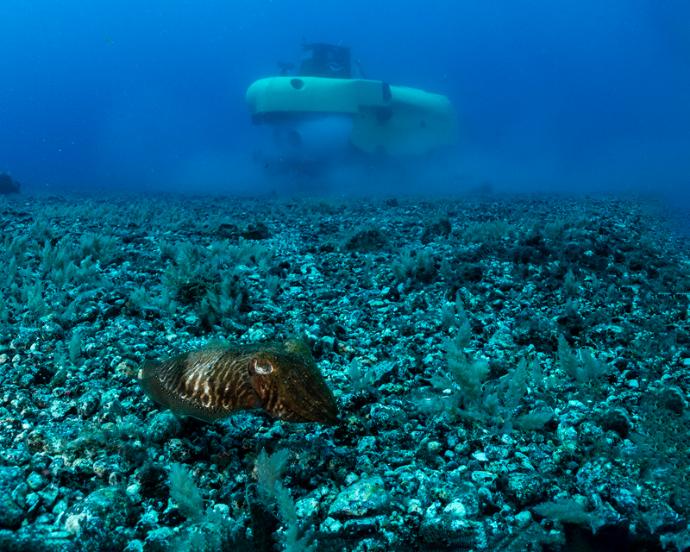 pisces-media-canarias-diario