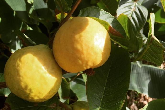 Limones de km 0 - Productos frescos en Casa África Restaurante Playa